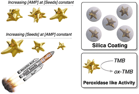 Graphical abstract: Synthesis of tuneable gold nanostars: the role of adenosine monophosphate
