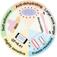 Graphical abstract: Conductive hydrogels with core–shell structures to realize super-stretchable, highly sensitive, anti-dehydrating, non-freezing and self-adhesive capabilities