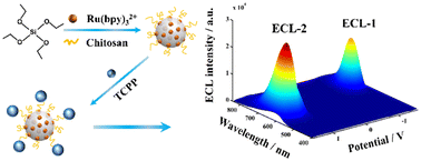 Graphical abstract: Tetrakis (4-carboxyphenyl) porphyrin and Ru(bpy)32+ modified SiO2 nanospheres for potential and wavelength resolved electrochemiluminescence