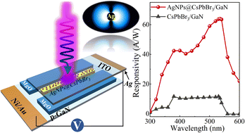Graphical abstract: Plasmon-enhanced photoresponse and stability of a CsPbBr3 microwire/GaN heterojunction photodetector with surface-modified Ag nanoparticles