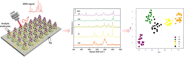 Graphical abstract: A SERS sensor based on 3D nanocone forests capable of intelligent classification of aquatic product dyes