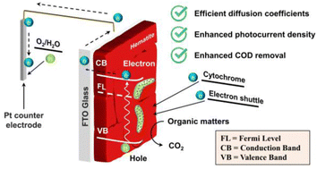 Graphical abstract: Photoenhanced interfacial electron transfer of a dual functional hematite biophotoelectrode