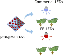Graphical abstract: Far-red emission carbon dot–metal organic frameworks composite for plant growth regulation application
