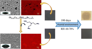 Graphical abstract: Understanding the role of Tris(2-aminoethyl)amine in stabilizing mixed-cation perovskites under humid and thermal stress conditions