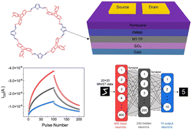 Graphical abstract: A covalent organic polymer-based transistor with multifunctional memory and synaptic functions