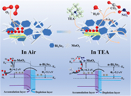 Graphical abstract: A heterojunction composite of Bi2Se3 nanosheets and MoO3 nanobelts for a high-performance triethylamine sensor