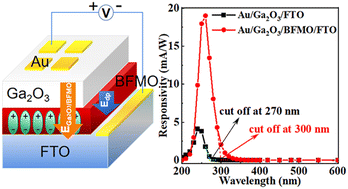 Graphical abstract: Ferroelectric enhanced Ga2O3/BFMO-based deep ultraviolet photovoltaic detectors with dual electric fields for photogenerated carrier separation