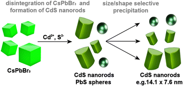 Graphical abstract: Small CdS nanorods via sacrificial synthesis on perovskite nanocrystals – synthesis and hierarchical assembly