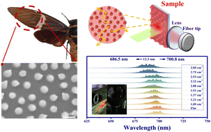 Graphical abstract: Realizing a flexible and wavelength-tunable random laser inspired by cicada wings