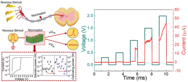 Graphical abstract: A low power flexible halide perovskite-based threshold switching memristor as an artificial nociceptor