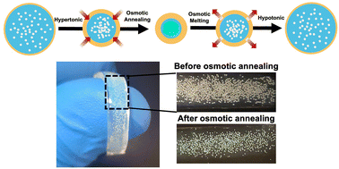 Graphical abstract: Adaptive coloration enabled by the reversible osmotic annealing of chromatophore-like microcapsules