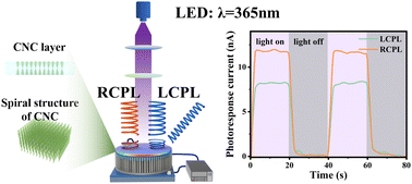 Graphical abstract: High-performance and environmentally friendly circularly polarized light direct detection based on ZnO nanowires and chiral cellulose nanocrystals