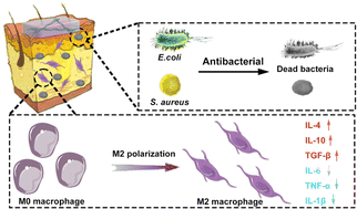 Graphical abstract: Chiral hydrogels facilitate rapid diabetic wound healing by promoting macrophage M2 polarization and cellular proliferation