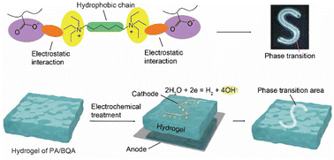 Graphical abstract: Electrochemical phase transition of ionic hydrogels