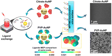 Graphical abstract: Enhancing gold nanoparticle immobilization on thiolated silica: utilizing neutral ligands to achieve maximum surface coverage for improved SERS substrates