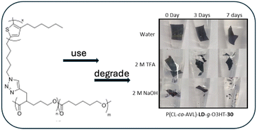 Graphical abstract: Transient polymer electronics enabled by grafting of oligo-3-hexylthiophenes onto polycaprolactone