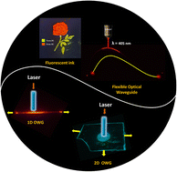 Graphical abstract: Unravelling polymorphism-driven luminescence in GFP chromophore analogues: insights into the phase transition and morphology-dependent optical waveguide properties