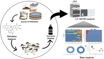 Graphical abstract: Investigating the urinary concentrations and distribution of phthalate metabolites in cow urine distillate in India