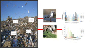 Graphical abstract: Polybrominated diphenyl ethers in the grey-headed gull (Larus cirrocephalus) and African sacred ibis (Threskiornis aethiopicus)