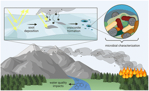 Graphical abstract: A preliminary investigation of microbial communities on the Athabasca Glacier within deposited organic matter