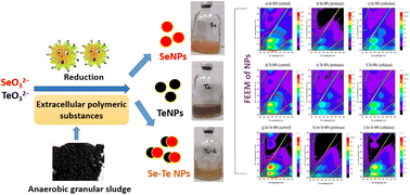 Graphical abstract: Role of extracellular polymeric substances in selenite and tellurite reduction by waste activated and anaerobic sludge