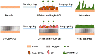 Graphical abstract: An in situ LiF-enriched solid electrolyte interphase from CoF2-decorated N-doped carbon for dendrite-free Li metal anodes
