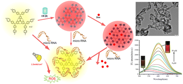 Graphical abstract: CB[8]- and triarylboron-based supramolecular organic framework for microRNA detection, tumor-targeted drug delivery, and photodynamic therapy
