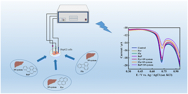 Graphical abstract: The toxicity response of the electrochemical signal of the cell to the drug metabolized by the S9 system