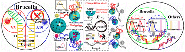 Graphical abstract: Gated nanoprobe utilizing metal–organic frameworks for identifying and distinguishing between the wild strains and the vaccine strains of brucella