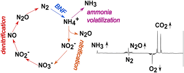 Graphical abstract: Comprehensive multi-gas study by means of fiber-enhanced Raman spectroscopy for the investigation of nitrogen cycle processes