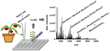 Graphical abstract: Nutrient supplementation-induced metabolic profile changes and early appearance of free N-glycans in nutrient deficient tomato plants revealed by mass spectrometry