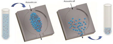 Graphical abstract: Small extracellular vesicles’ enrichment from biological fluids using an acoustic trap