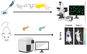 Graphical abstract: Detection of uridine diphosphate glucuronosyltransferase 1A1 for pancreatic cancer imaging and treatment via a “turn-on” fluorescent probe