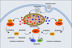 Graphical abstract: Exploration of glutaredoxin-1 oxidative modification in carbon nanomaterial-induced hepatotoxicity