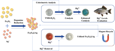 Graphical abstract: A selective colorimetric and efficient removal strategy for mercury(ii) in aquatic systems using mesoporous Fe3O4-loaded silver probes