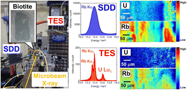 Graphical abstract: Application of transition-edge sensors for micro-X-ray fluorescence measurements and micro-X-ray absorption near edge structure spectroscopy: a case study of uranium speciation in biotite obtained from a uranium mine