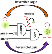 Graphical abstract: pH-dependent complex formation with TAR RNA and DNA: application towards logic gates