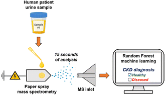 Graphical abstract: Paper spray mass spectrometry combined with machine learning as a rapid diagnostic for chronic kidney disease
