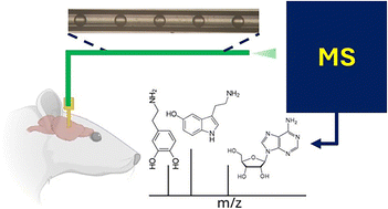 Graphical abstract: Microdialysis coupled with droplet microfluidics and mass spectrometry for determination of neurotransmitters in vivo with high temporal resolution