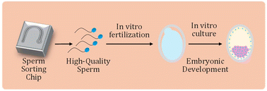 Graphical abstract: Embryonic development through in vitro fertilization using high-quality bovine sperm separated in a biomimetic cervix environment