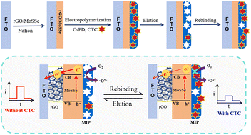 Graphical abstract: A molecularly imprinted photoelectrochemical sensor based on an rGO/MoSSe heterojunction for the detection of chlortetracycline