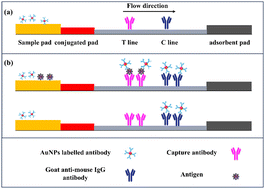 Graphical abstract: Establishment and application of a gold nanoparticle-based immunochromatographic test strip for the detection of avian leukosis virus P27 antigen in egg white samples