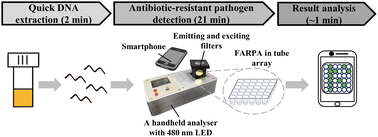 Graphical abstract: FARPA-based tube array coupled with quick DNA extraction enables ultra-fast bedside detection of antibiotic-resistant pathogens