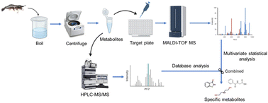 Graphical abstract: Impact of the rearing environment on the metabolism of shrimps and tracing the origins and species of shrimps using specific metabolites