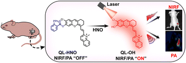 Graphical abstract: An activatable fluorescent-photoacoustic dual-modal probe for highly sensitive imaging of nitroxyl in vivo