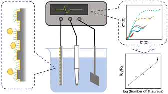 Graphical abstract: An electrochemical biosensor for Staphylococcus aureus detection based on a multilevel surface 3D micro/nanostructure