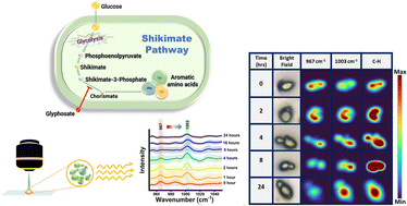 Graphical abstract: In situ monitoring of the shikimate pathway: a combinatorial approach of Raman reverse stable isotope probing and hyperspectral imaging