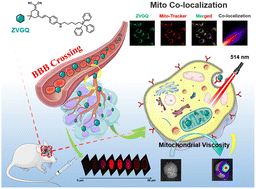 Graphical abstract: Real-time monitoring of abnormal mitochondrial viscosity in glioblastoma with a novel mitochondria-targeting fluorescent probe
