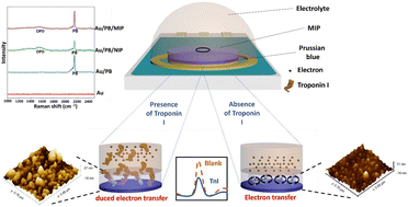 Graphical abstract: A reagentless molecularly imprinted polymer-based electrochemical biosensor for single-step detection of troponin I in biofluids