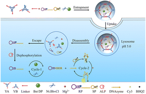 Graphical abstract: An acid-responsive DNA hydrogel-mediated cascaded enzymatic nucleic acid amplification system for the sensitive imaging of alkaline phosphatase in living cells